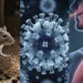 hantavirus