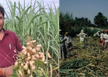 intercropping Kheti