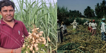 intercropping Kheti