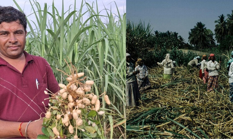 intercropping Kheti