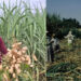 intercropping Kheti