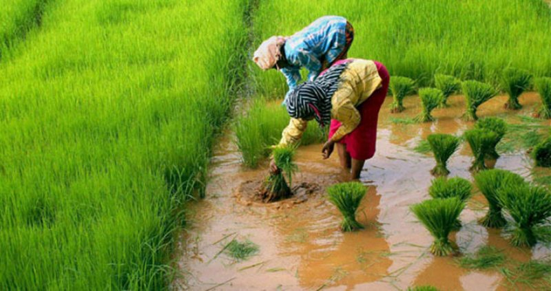 kharif fasal Kharif Fasal