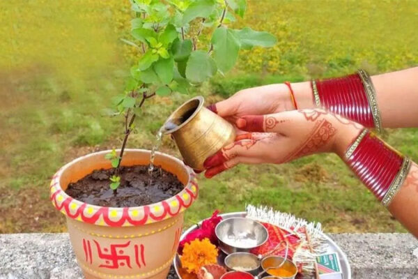 Tulsi Pujan : अधिक मास में तुलसी में चढ़ाएं ये चीज, आर्थिक स्थिति में आएगा सुधार, जानें?