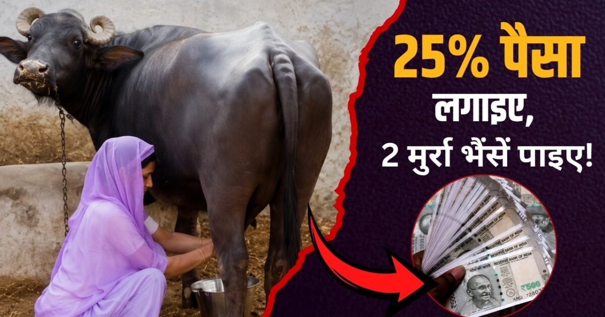 25 डेयरी