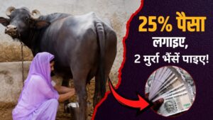 डेयरी