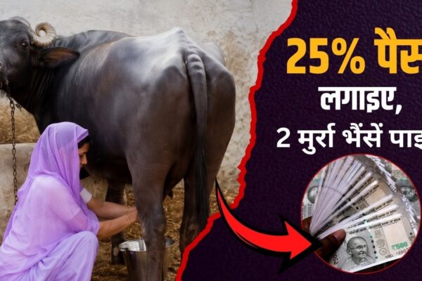 सिर्फ 25% पैसा लगाइए, सरकार दिलाएगी 2 मुर्रा भैंसें! डेयरी बिजनेस शुरू करने वालों के लिए बड़ी योजना