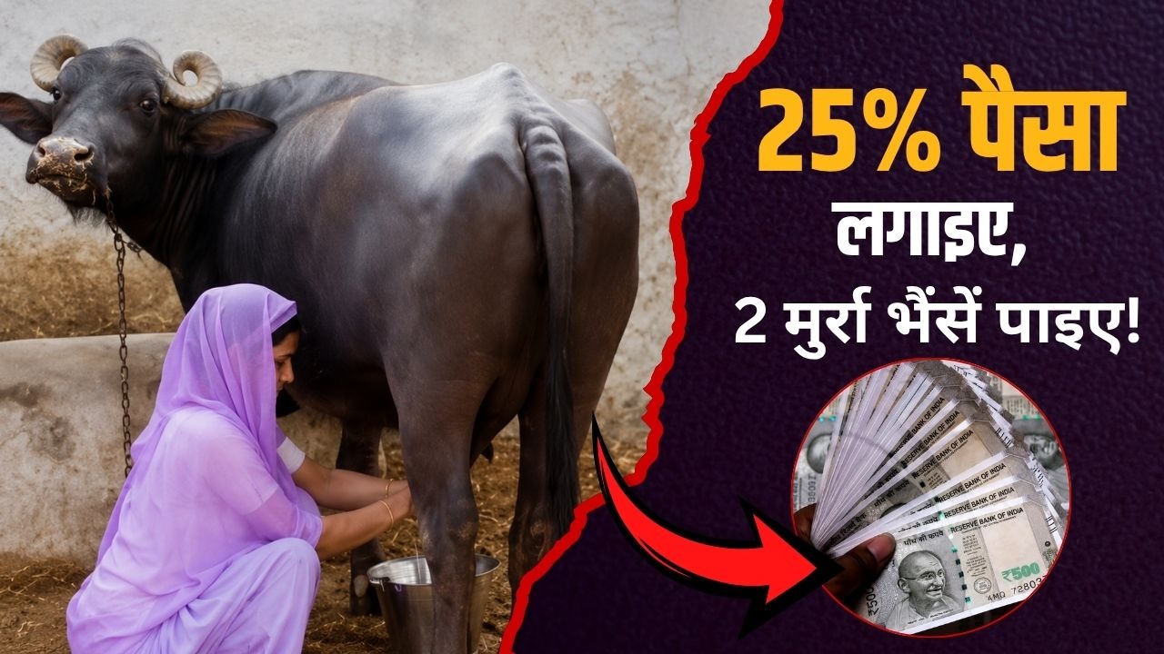 डेयरी