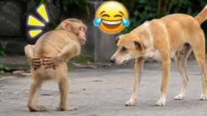 Viral Video