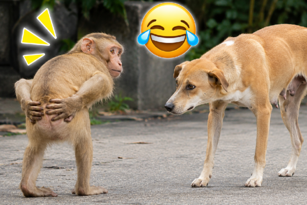 Viral Video: बंदर ने कुत्ते को देखते ही किया ऐसा मजेदार काम, वीडियो देखकर लोग नहीं रोक पाए हंसी